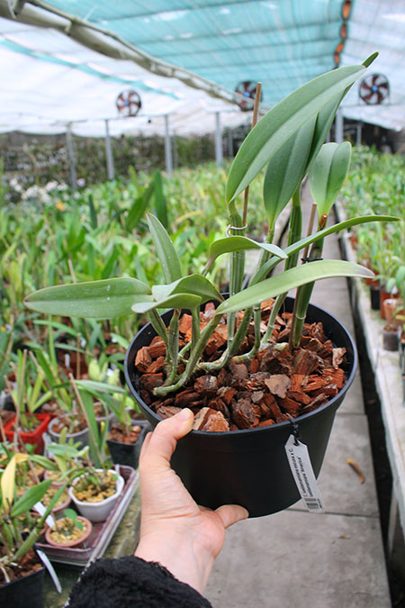 Cattleya lueddemanniana escura x Cattleya lueddemanniana 'America'.jpg