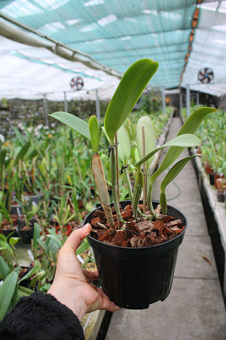 Cattleya lueddemanniana escura x Cattleya lueddemanniana 'Labelo Dourado'.jpg