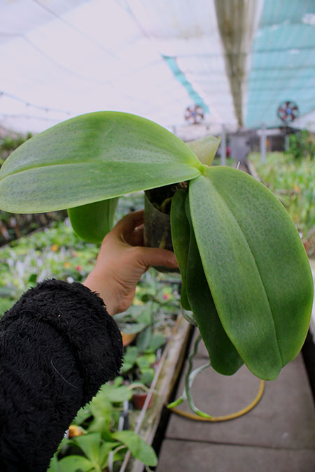 Phalaenopsis Ld's Bear King x gigantea.jpg