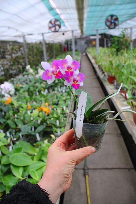 Phalaenopsis Liu's Berry 'ES'.jpg