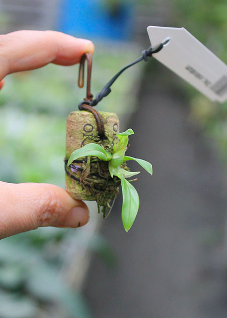 Oncidium coloratum.jpg