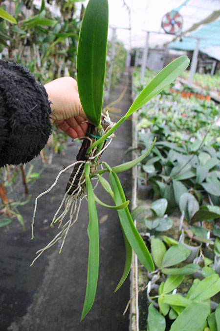 Cattleya eldorado semi-alba 'Caracas' (MC).jpg