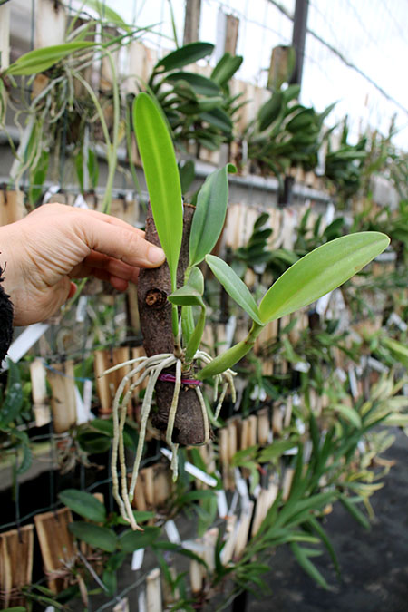 Laeliocattleya Ballet Folklorico 'Eloquence'.jpg
