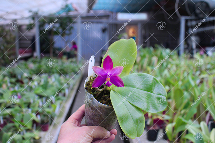 Phalaenopsis Chienlung Phoenix.jpg