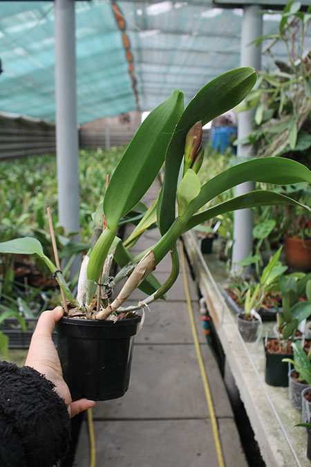 Rhyncholaeliocattleya Suriyon Sunset.jpg