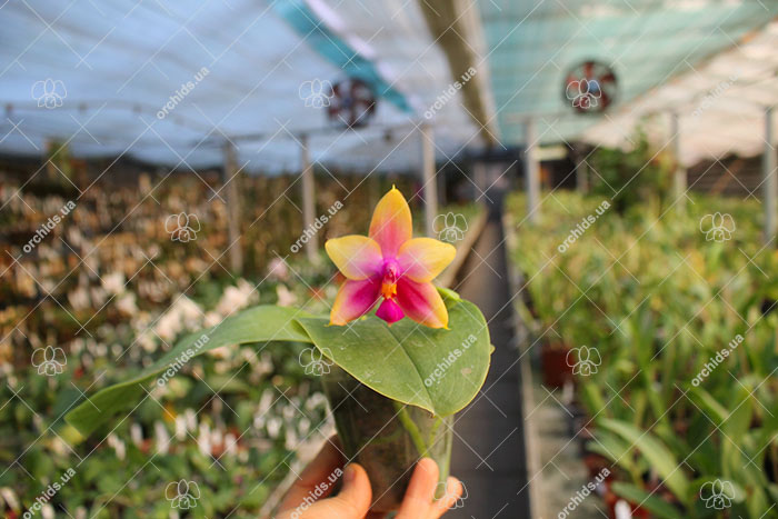 Phalaenopsis Ld's Bear King x Samera.jpg