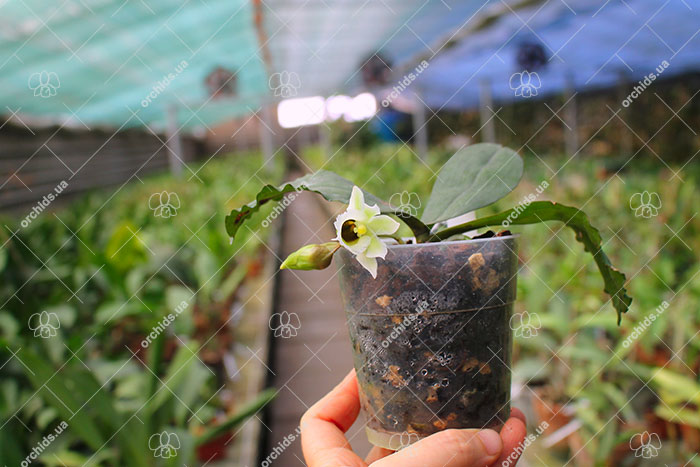 Eurychone rothschildiana.jpg