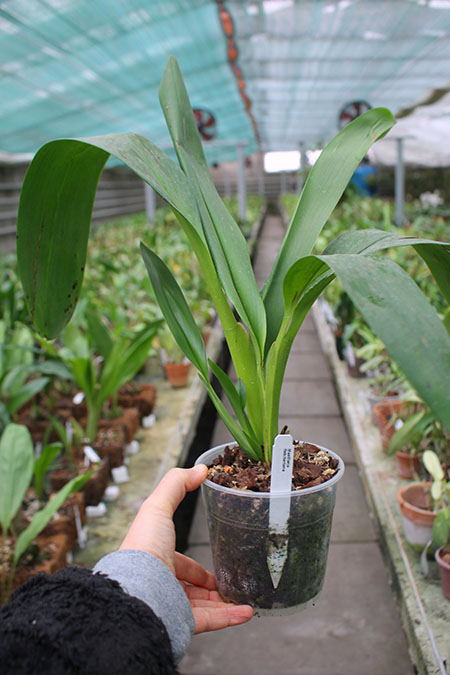 Maxillaria fletcheriana.jpg
