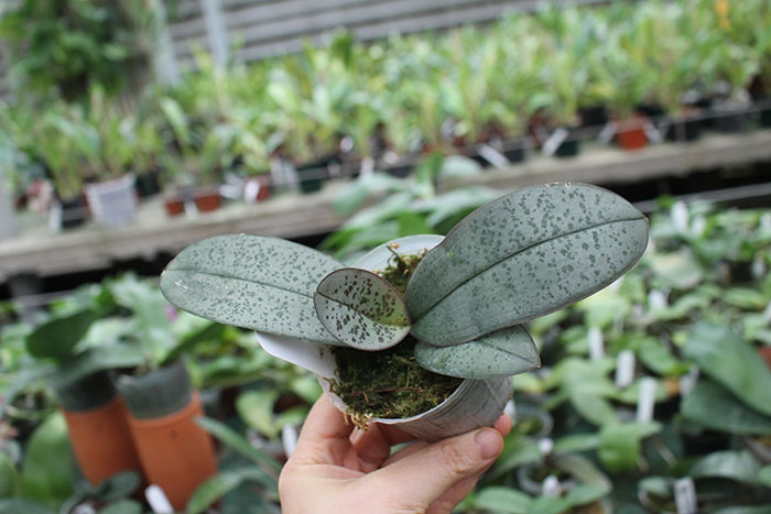 Phalaenopsis (schilleriana 'M608' x sanderiana 'Big Pink').jpg