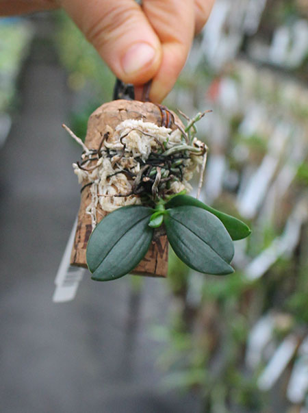 Aerangis hyaloides.jpg