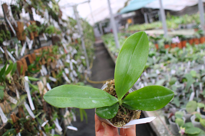 Phalaenopsis speciosa 'Miki Purple' (MC).jpg