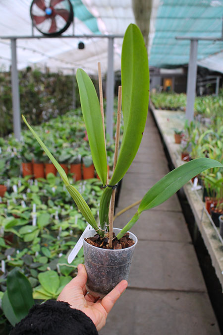 Cattleya trianae concolor 'Orion'.jpg