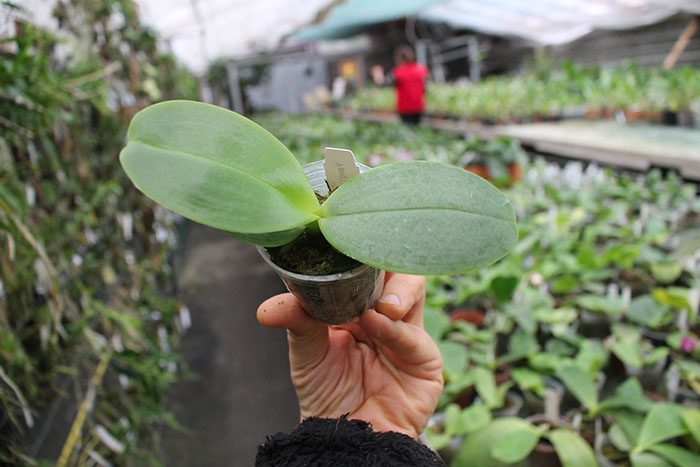 Phalaenopsis YangYang Bumblebee.jpg