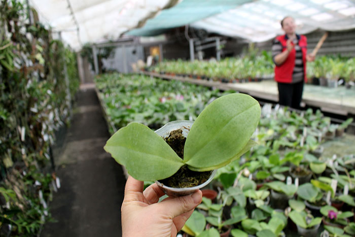 Phalaenopsis YangYang Prince (Jong's Gigan Cherry x LD Bear King).jpg