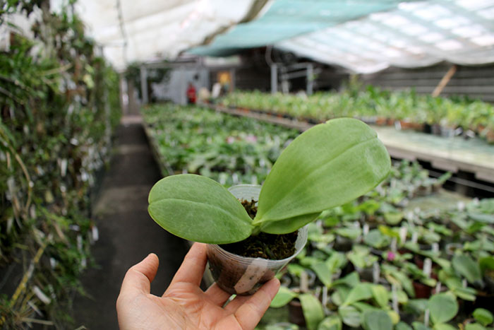 Phalaenopsis Yaphon Pepper (Zheng Min Jacaranda x LD Bear King).jpg