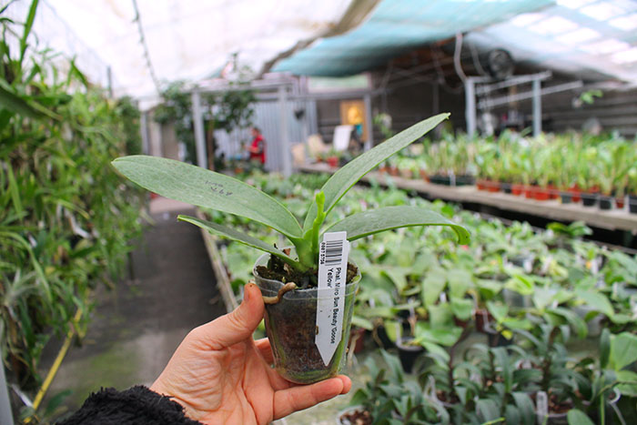 Phalaenopsis Miro Sun Beauty 'Goose Yellow'.jpg