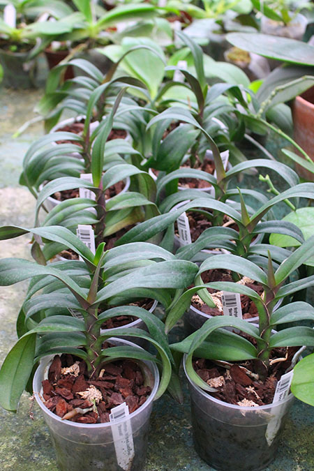 Renanthopsis Mildred Jameson 'Bonsall'.jpg