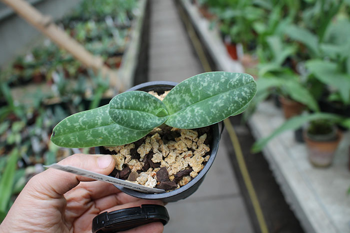 Paphiopedilum bellatulum album.jpg