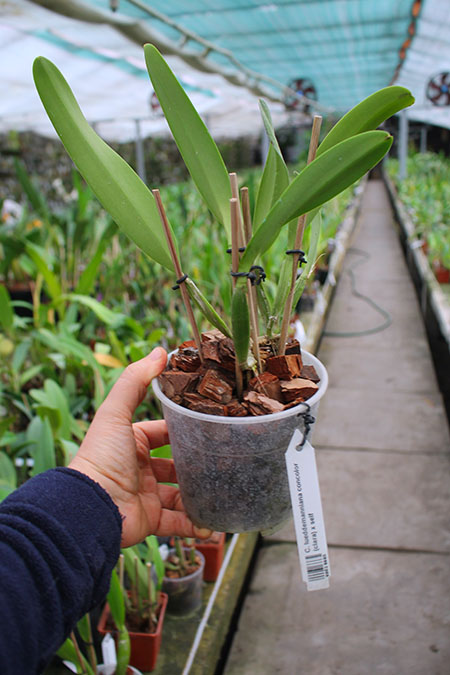 Cattleya lueddemanniana concolor (clara) x self.jpg