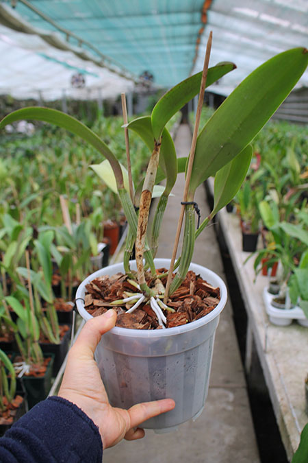 Cattleya lueddemanniana rubra 'Dark Giant' x Cattleya lueddemanniana escura 'Fennel IX'.jpg