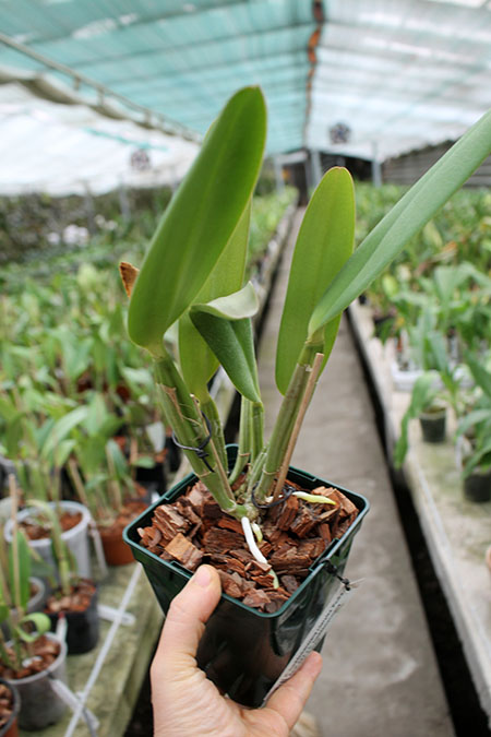 Cattleya lueddemanniana coerulea 'Pedra Azul' XXX x Cattleya lueddemanniana coerulea 'Caribe'.jpg