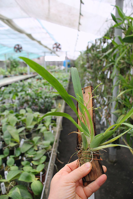 Miltonidium Rosy Sunset.jpg