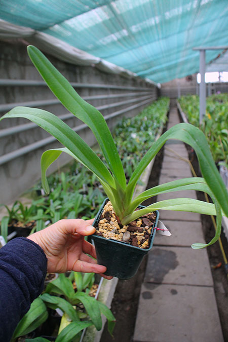 Paphiopedilum Mercatelii (stonei x lowii).jpg