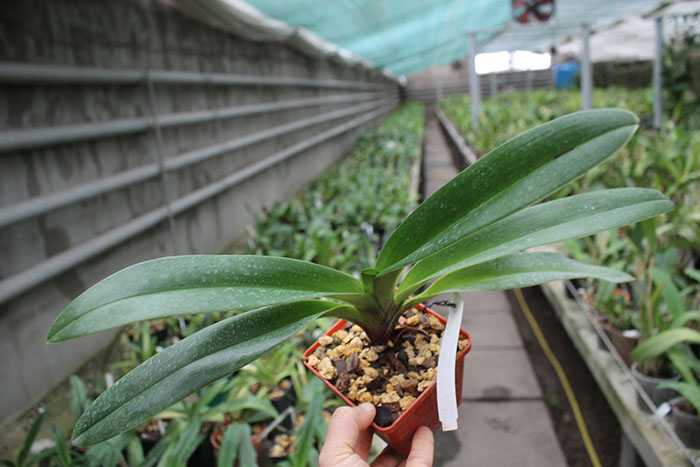 Paphiopedilum Lippewunder hybrid.jpg