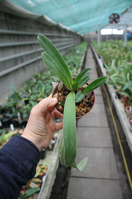 Paphiopedilum henryanum.jpg