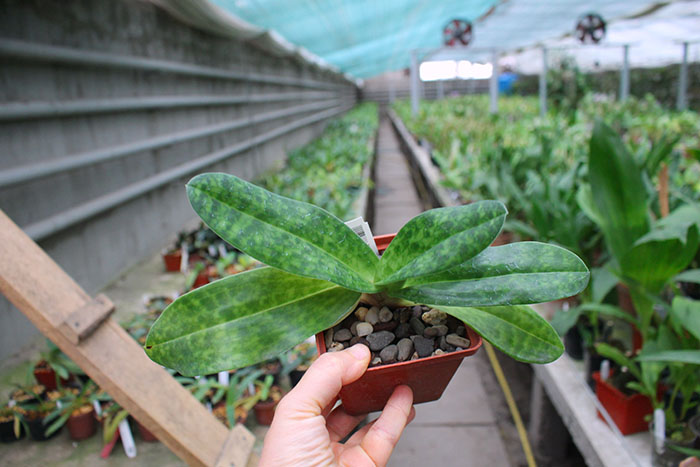 Paphiopedilum niveum x Shin-Yi Heart.jpg