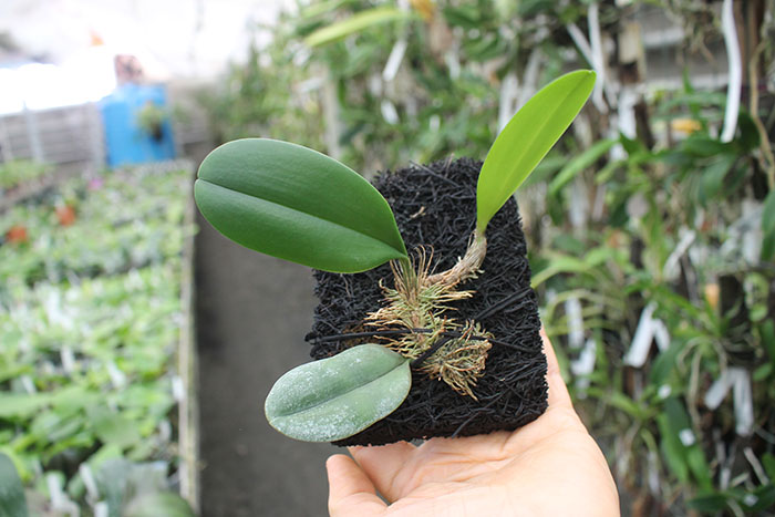 Bulbophyllum macranthum.jpg