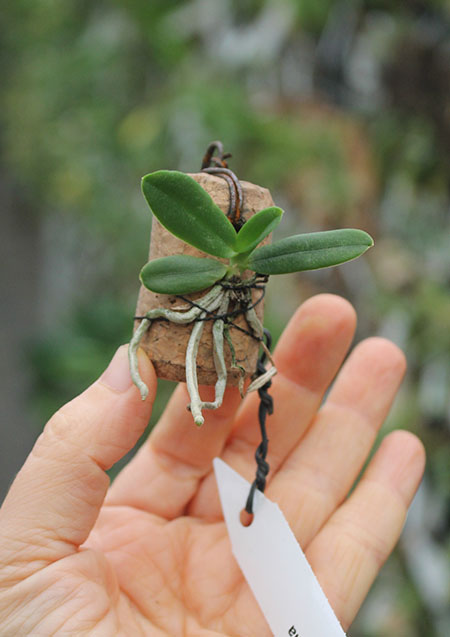 Amesiella monticola.jpg