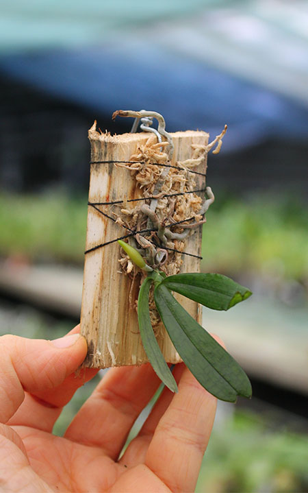 Aerangis mooreana.jpg