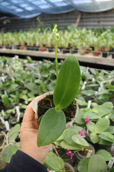 Phalaenopsis equestris alba.jpg