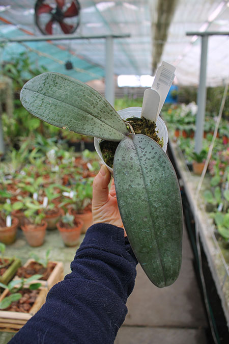 Phalaenopsis gigantea x schilleriana.jpg