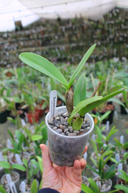 Laeliocattleya Summerland Girl 'Orchidglade' x Schomburgkia schultzei 'Old Sherry'.jpg