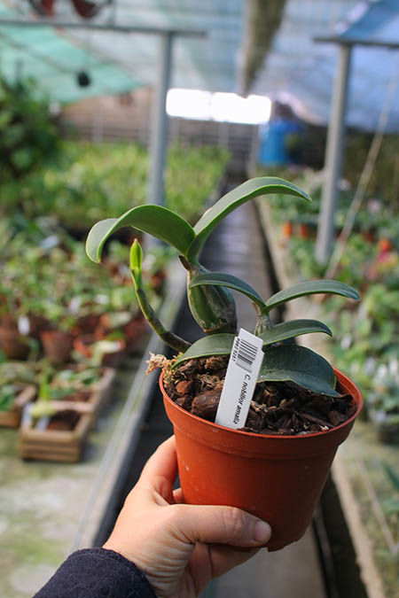 Cattleya nobilior amalie.jpg