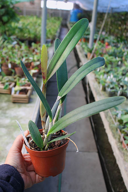 Laelia Zip (tenebrosa x milleri).jpg