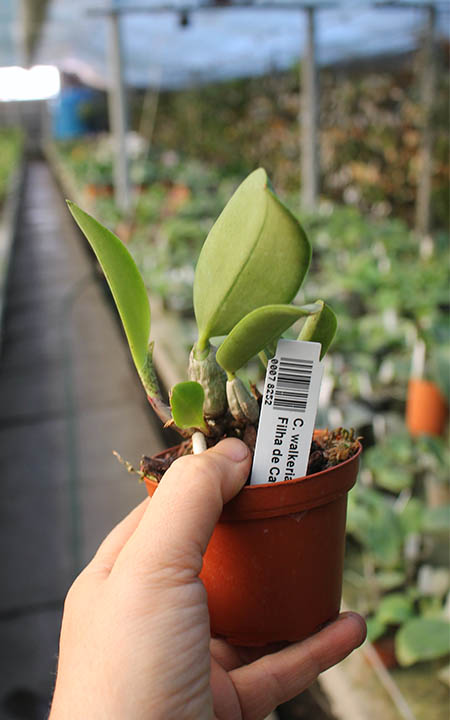Cattleya walkeriana (Pink Smiles x Filha de Carla).jpg