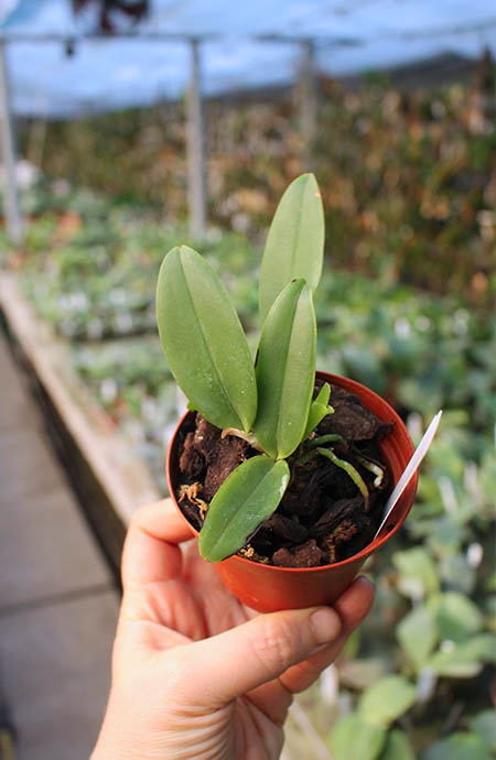 Cattleya araguaiensis.jpg