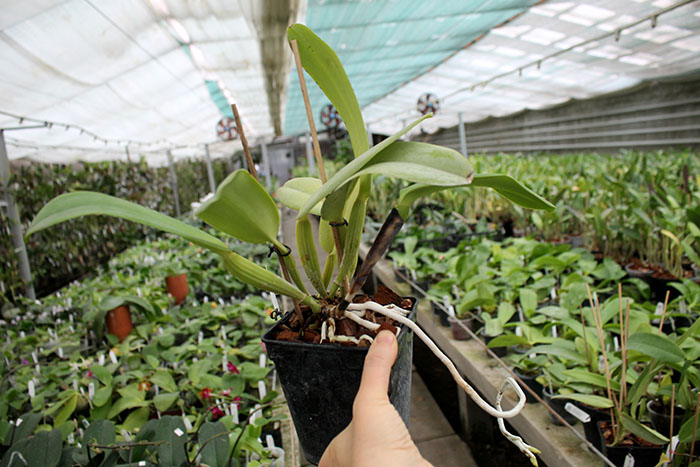Cattleya warneri semi alba 'Aline' x Cattleya warneri semi alba integra orlata.jpg