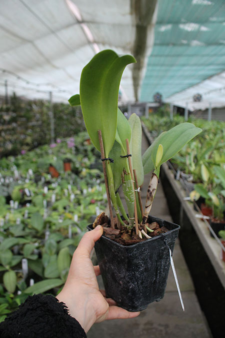 Cattleya warneri semi alba 'Pedra Azul' x Cattleya warneri semi alba 'Nr 1'.jpg