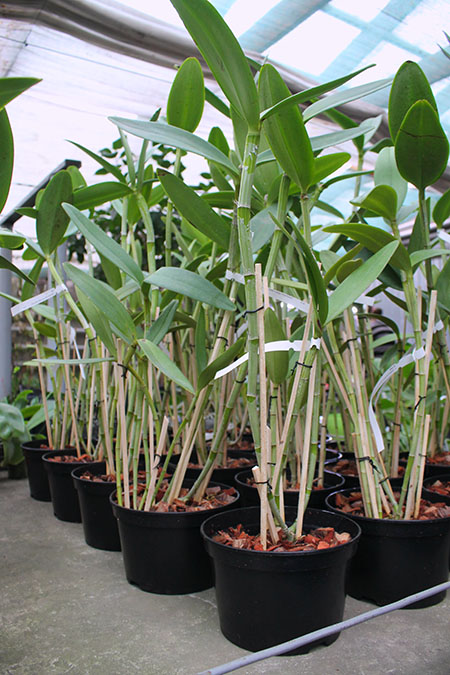 Cattleya guttata verde sem pintas 'AWZ' x guttata amarela sem pintas 'Onca Parda'.jpg