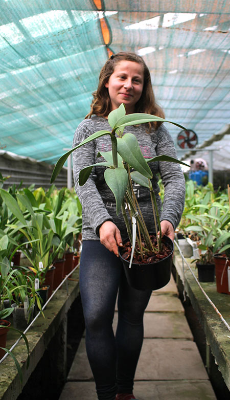 Cattleya amethystoglossa.jpg