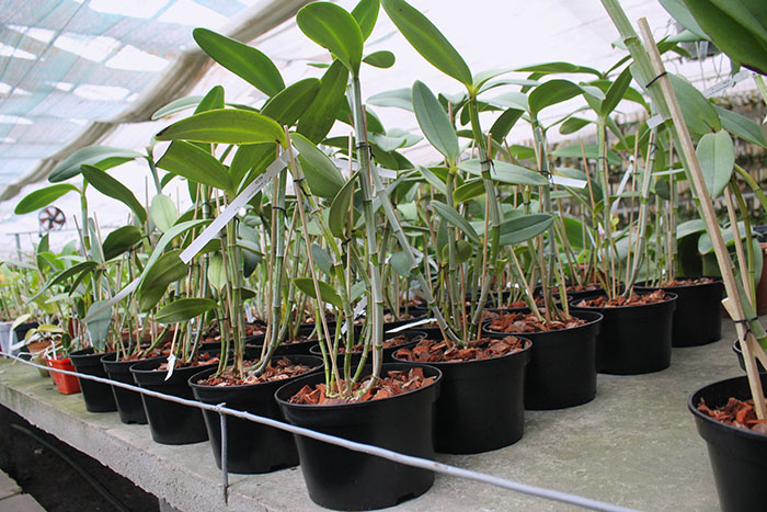 Cattleya amethystoglossa.jpg