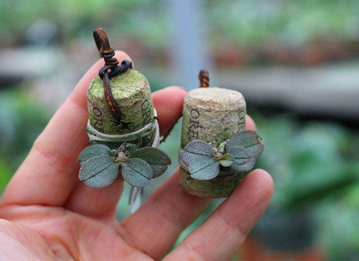 Aerangis punctata.jpg