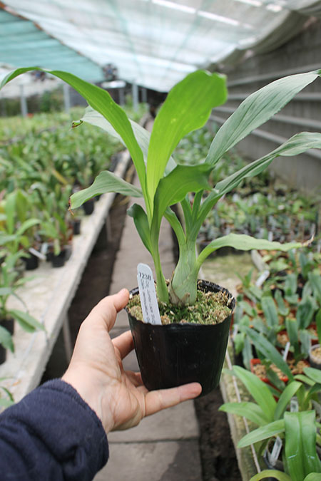 Clowesia Jumbo Lace 'SVO' x Catasetum denticulatum 'Orange Lip'.jpg