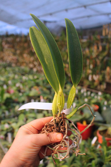 Cattleya mossiae semi alba 'Julieta x SELF.jpg