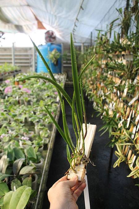 Cattleya guttata tipo escura I (40-12) x Brassavola tuberculata.jpg