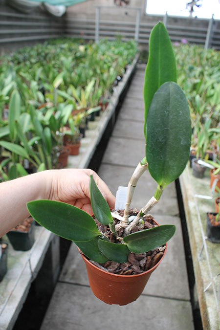 Brassolaeliocattleya Waianae Leopard x Cattleya Corcovado.jpg